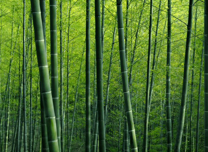 Việt Nam: Linh hoạt trước thách thức